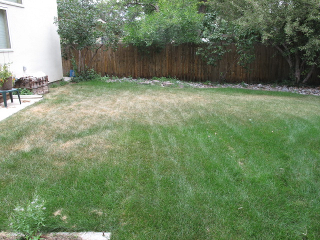 Brown spots in lawn